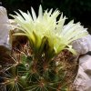 37b _Coryphantha _pseudoechinus _ssp.laui _06